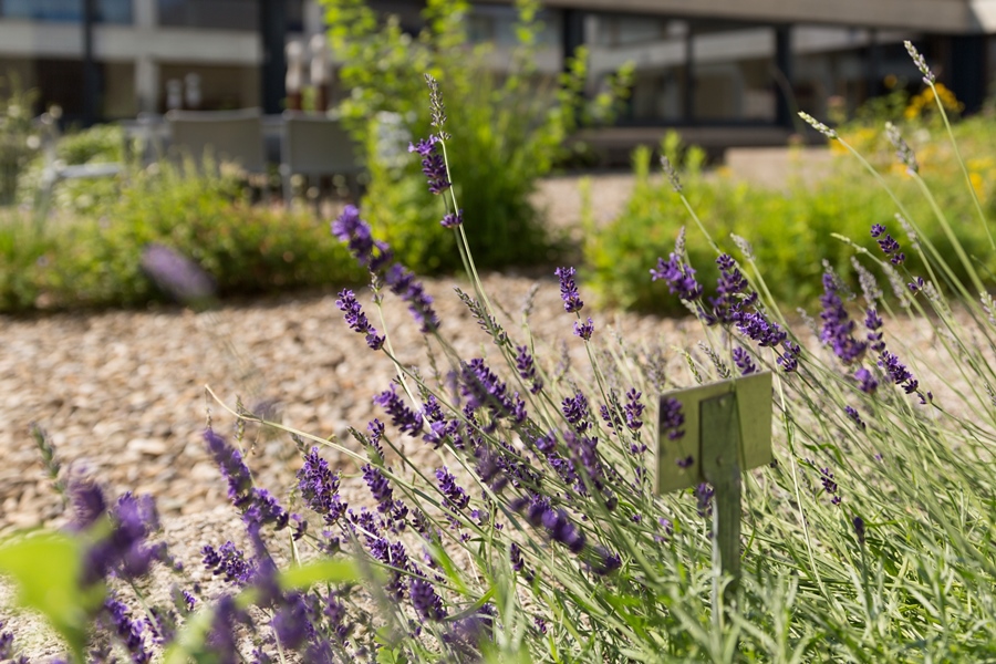 Mattli_Antoniushaus_Bankett_Restaurant_naturnahe Küche