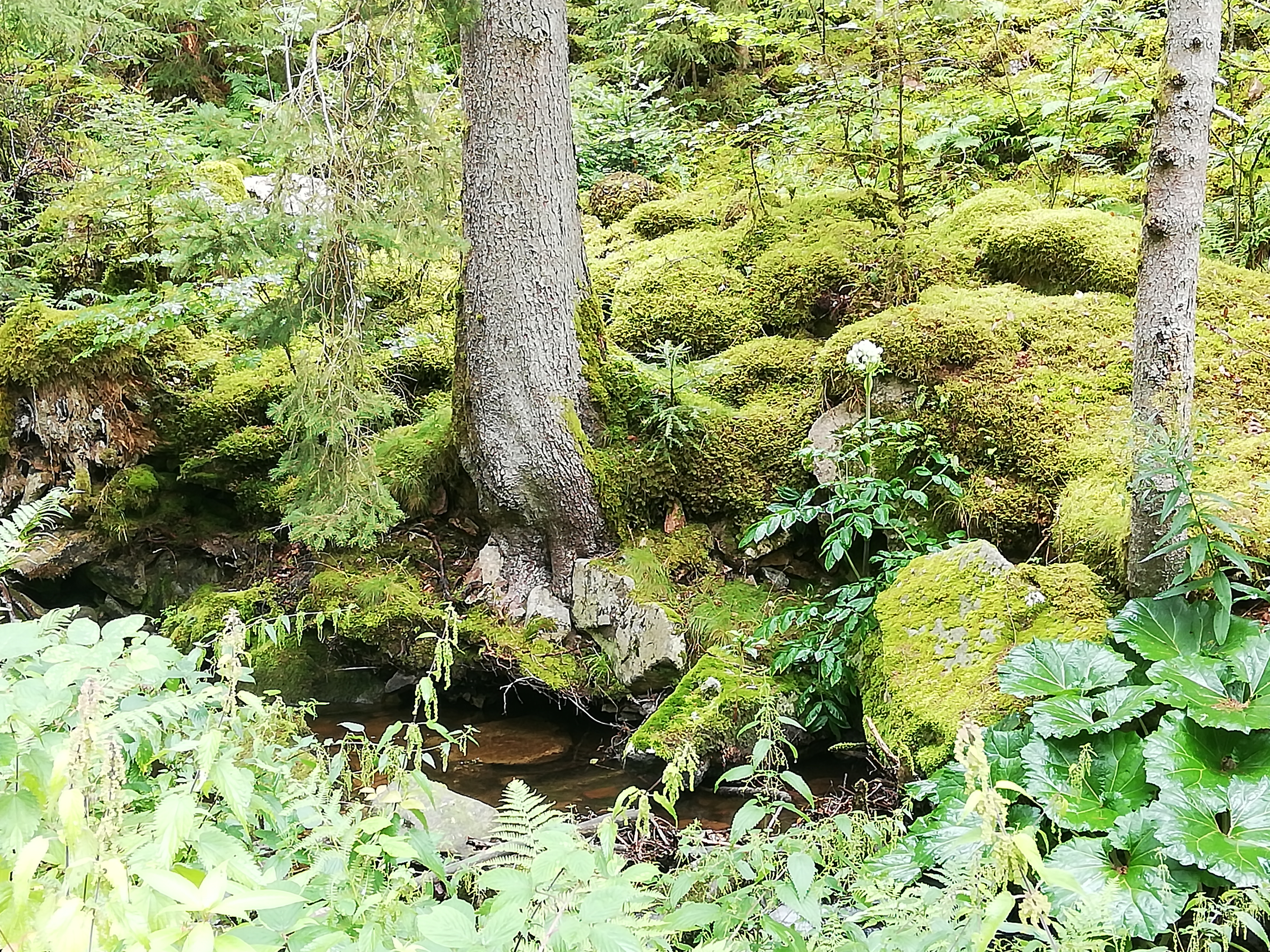 Waldbaden II: Achtsamkeitspraxis vertiefen