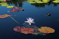 Zen Sesshin mit Pater AMA Samy SJ