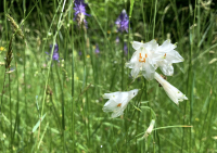 Zahlenkraft in Verbindung mit Bachblüten - Juni 2021