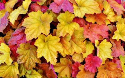Herbsttanztag